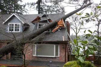 Urgence arboricole